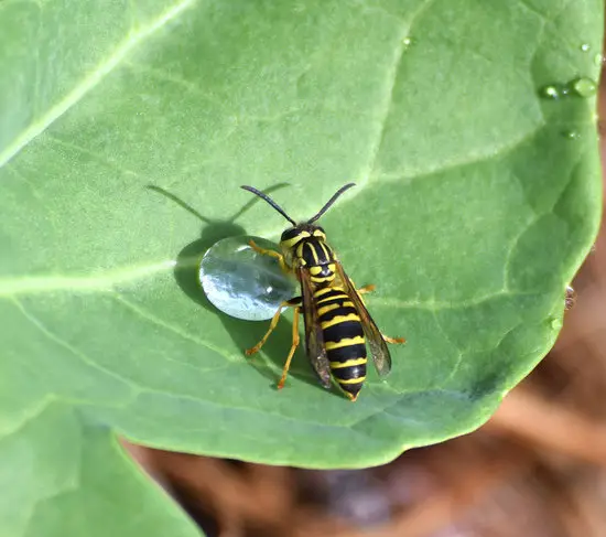 Why Are Allblack Wasps A Cause For Concern? Understanding The Threat