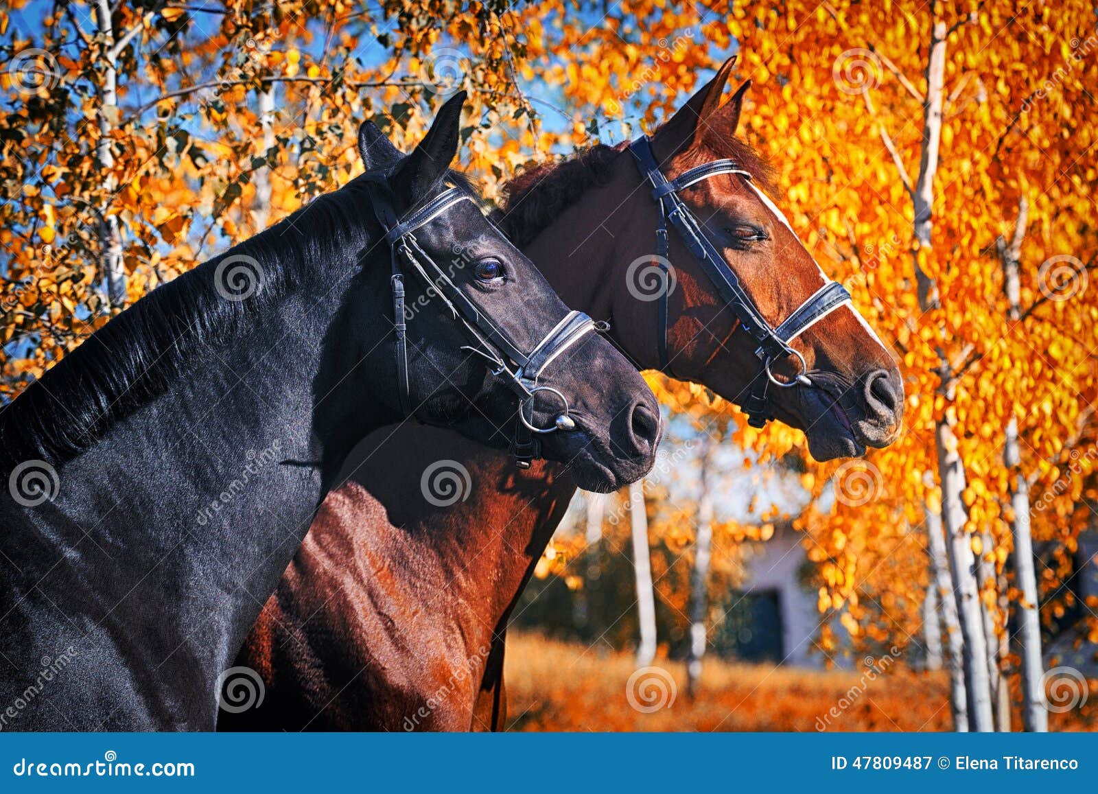 Why Are Black Forest Chestnut Horses So Desirable? The Ultimate Guide