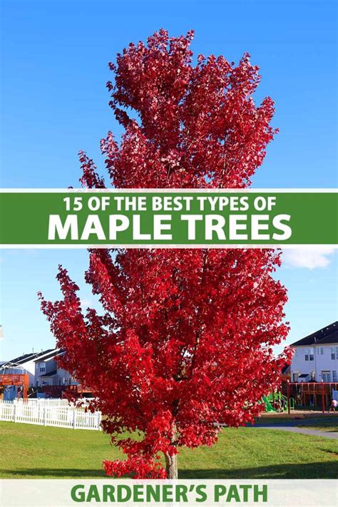 Why Are Black Maple Trees Unique? Uncovering Their Secrets