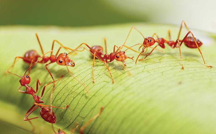 Why Are Fire Ants Deadlier Than Red Ants? The Ultimate Guide