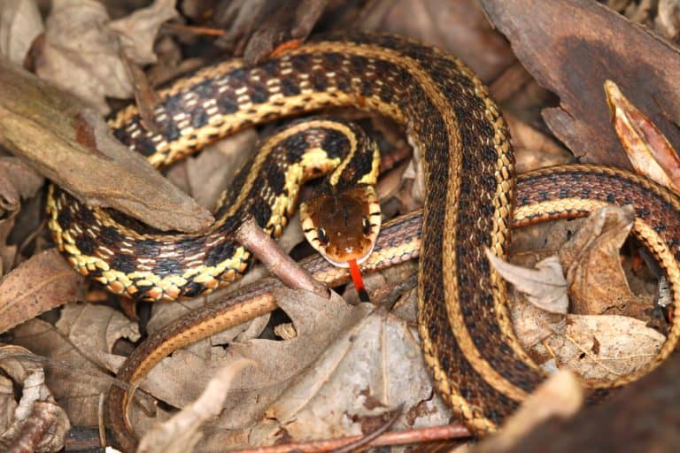 Why Are Louisiana Snakes Unique? Uncover Their Secrets