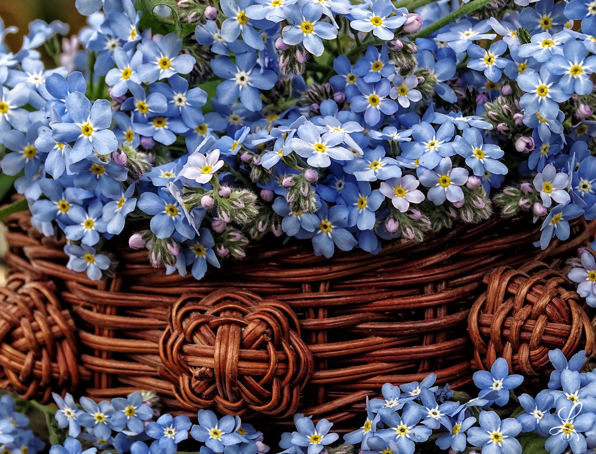 Why Are Myosotis Forgetmenots So Special? Growing Tips