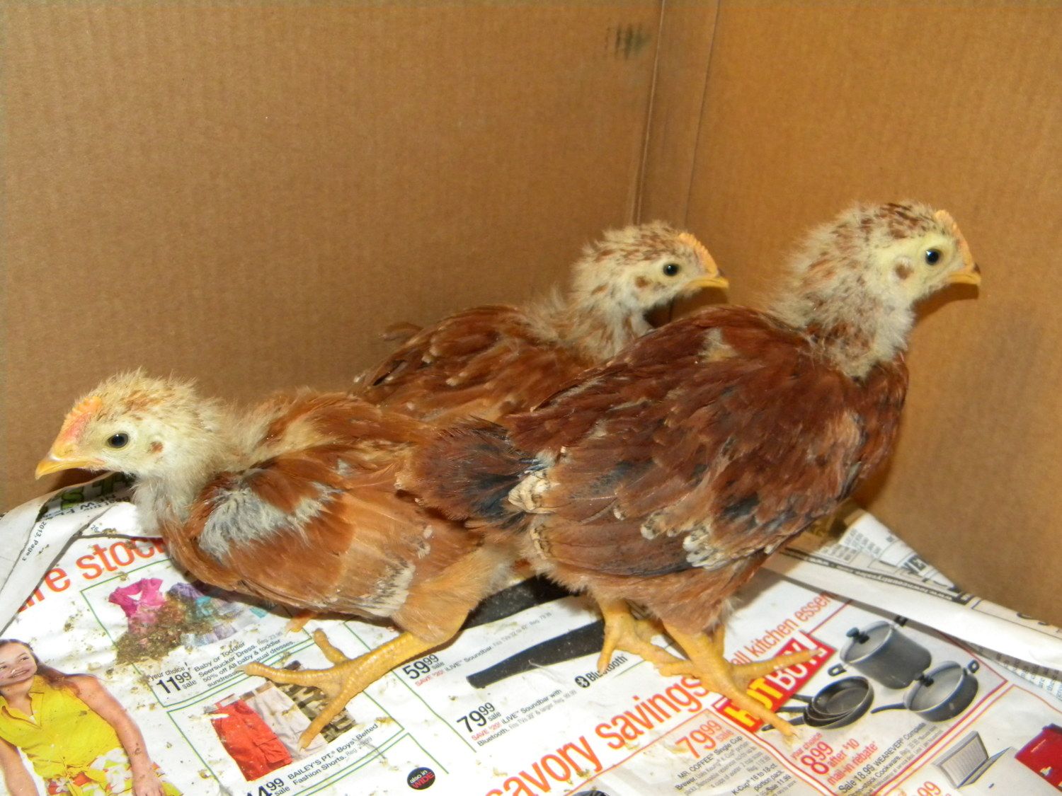 Why Are New Hampshire Reds The Perfect Backyard Chickens?