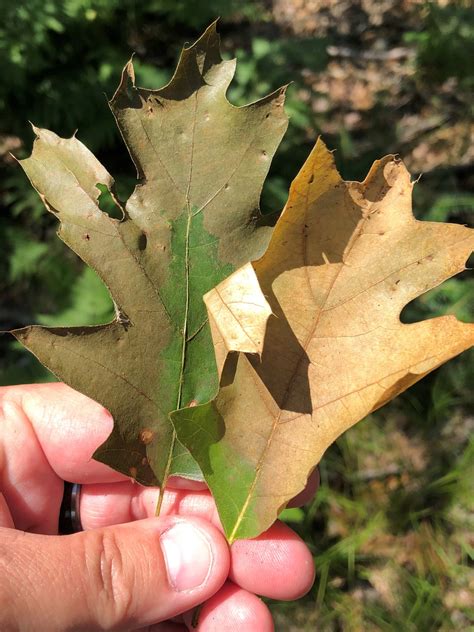 Why Are Pin Oak Leaves Turning Brown? Expert Diagnosis