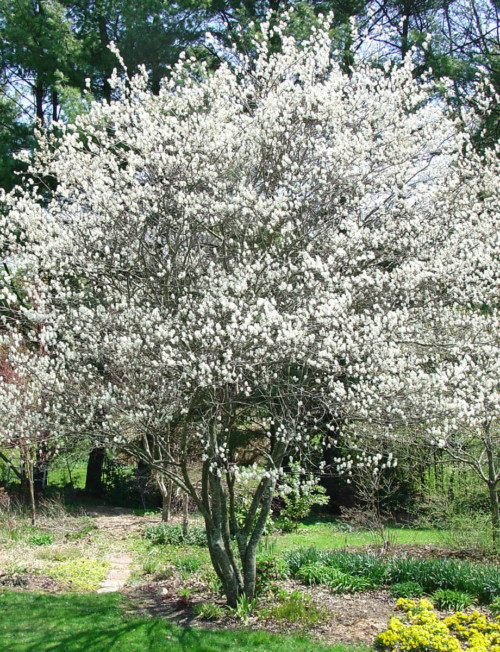 Why Are Serviceberry Trees So Vibrant In Autumn?