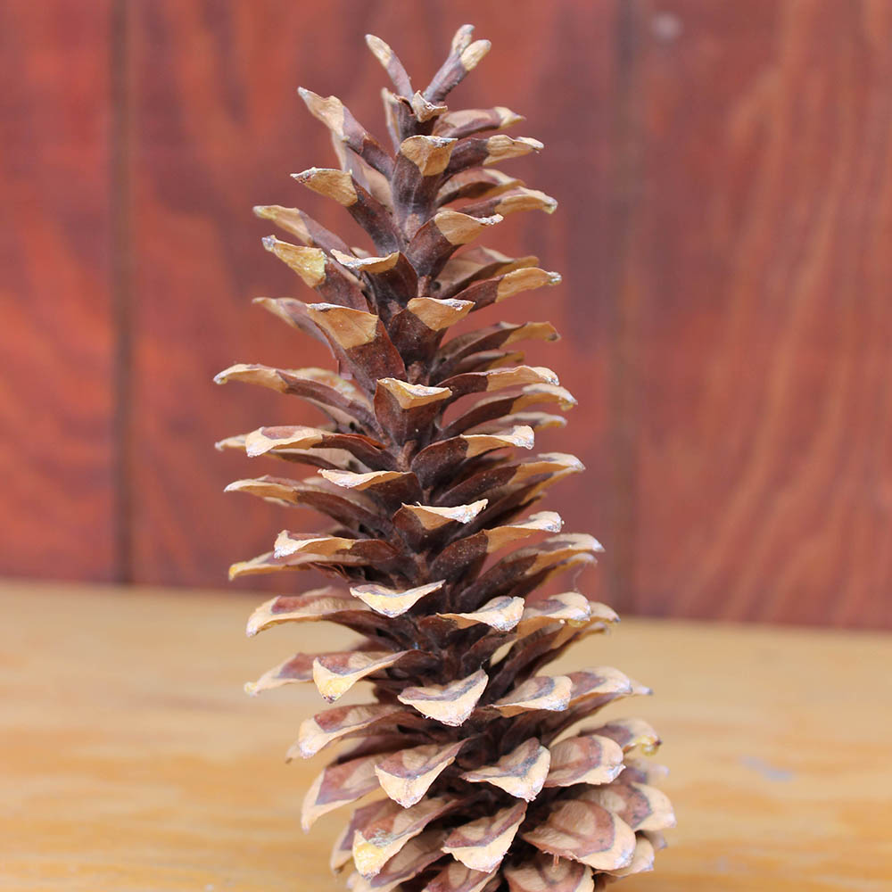 Why Are Sugar Pine Cones So Prone To Damage? Prevention Strategies