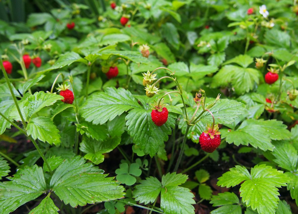 Why Are Wild Strawberry Plants Hard To Grow? Expert Tips