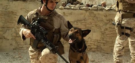 Why Do Army Dogs Make Great Movie Stars? Training Secrets Revealed