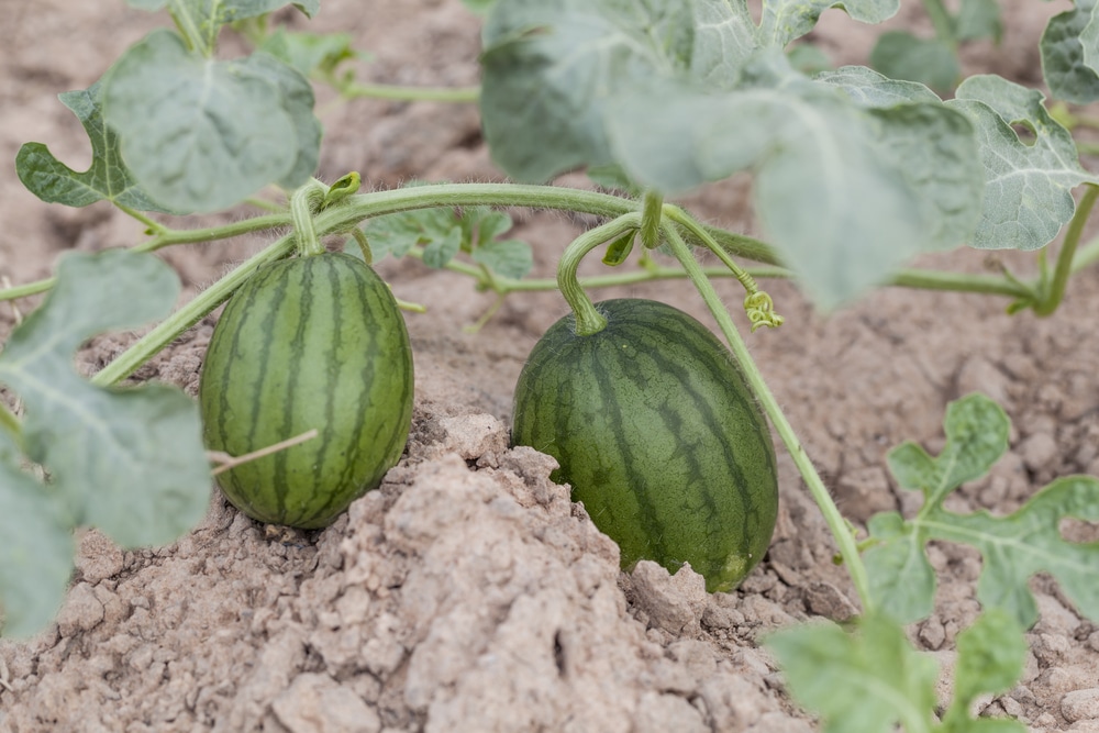 Why Do Watermelons Per Plant Vary? Growing Tips