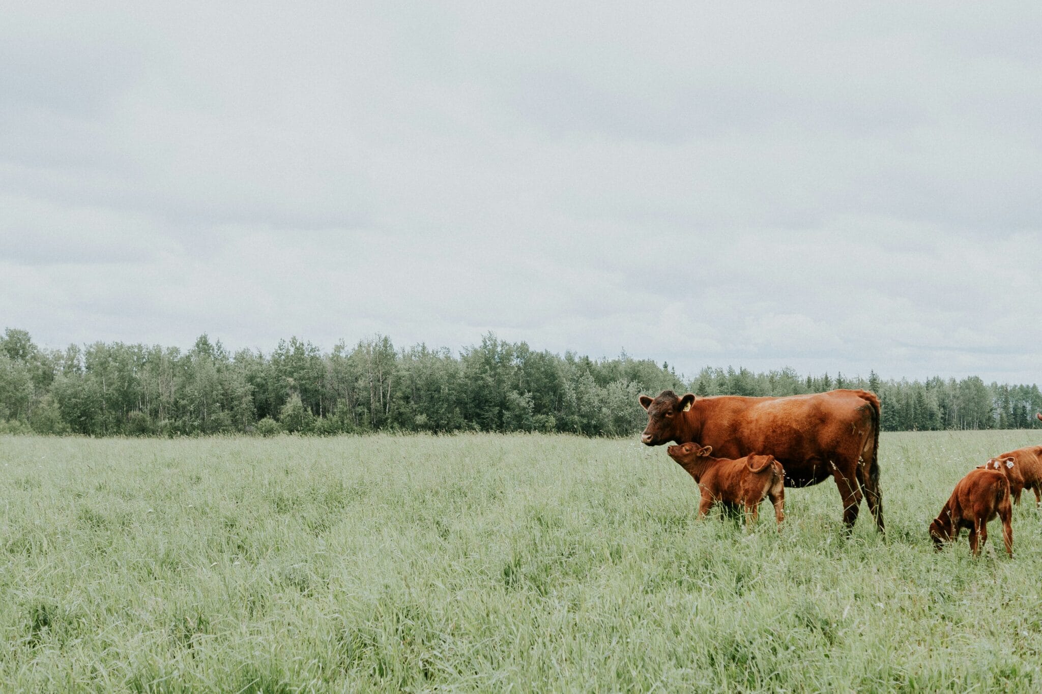 Why Farm Or Ranch? Understanding The Right Choice For Your Land