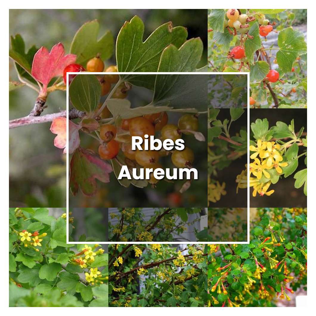 Why Grow Ribes Aureum? Benefits & Care Tips