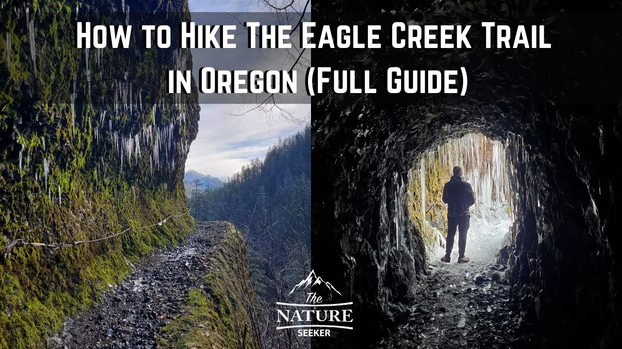 Why Hike Bear Creek Trail? A Nature Lover's Guide