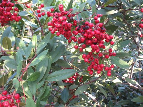 Why Is Heteromeles Arbutifolia Toyon A Winter Holiday Favorite?