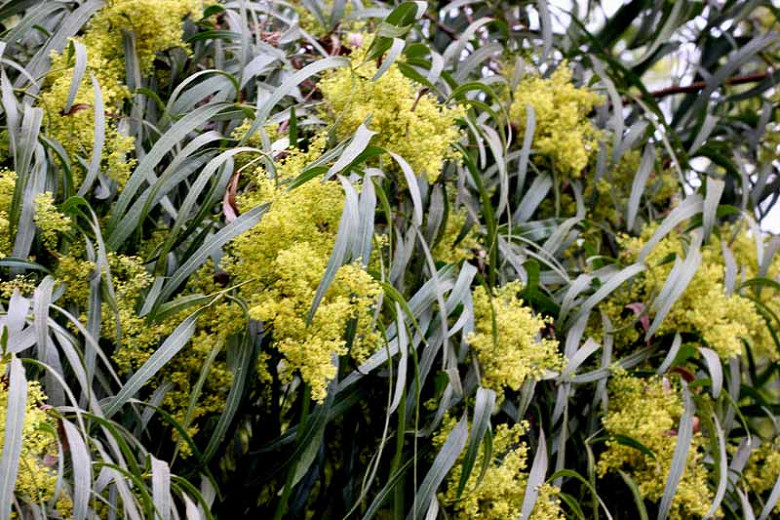 Why Is Rhus Lancea African Sumac A Musthave For Your Garden?