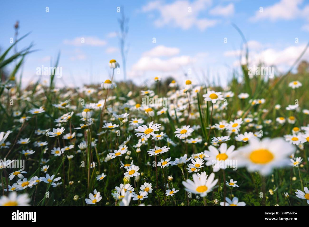 Wild Daisy Flowers Growing On Meadow White Chamomiles Oxeye Daisy