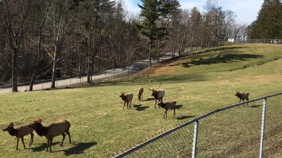 Winter Time At The West Virginia Wildlife Center Wchs