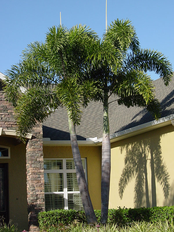 Wodyetia Bifurcata Green Royal Palm Tree For Garden 30 At 300 In