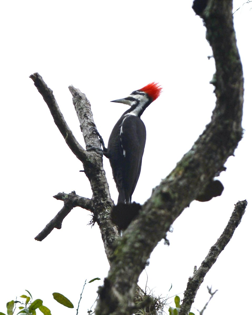 Woodpeckers In Florida