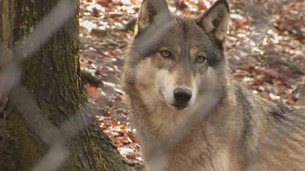 Wv Wildlife Center