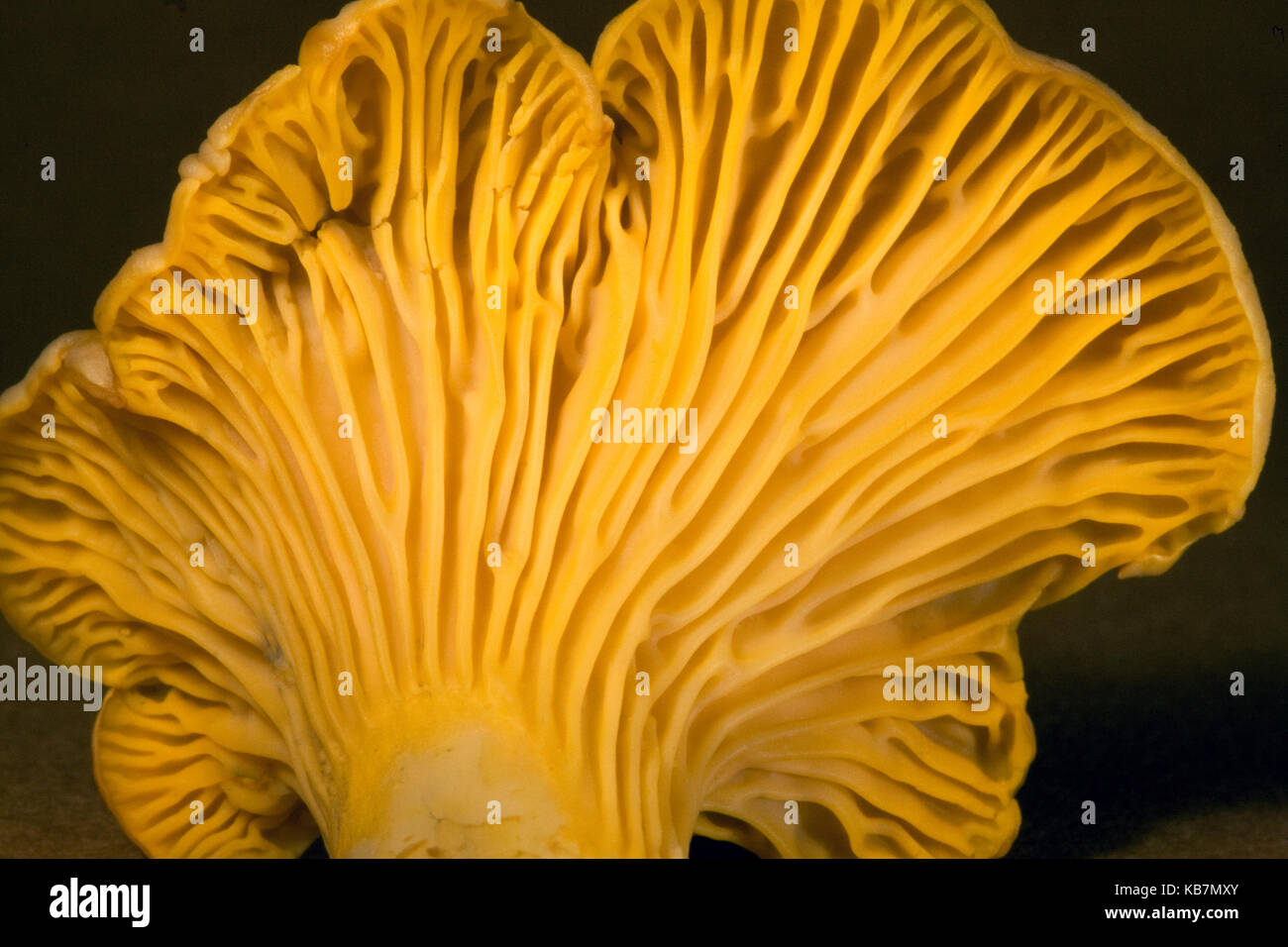 Yellow Chanterelle Mushrooms Stock Photo Alamy