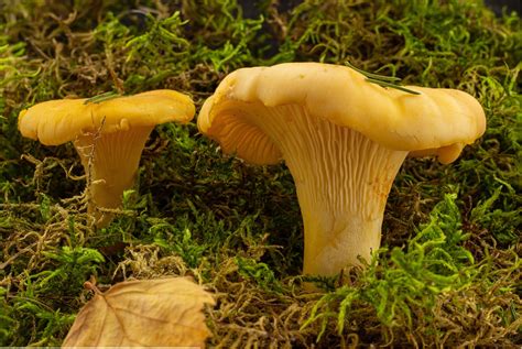 Yellow Chanterelle Mushrooms