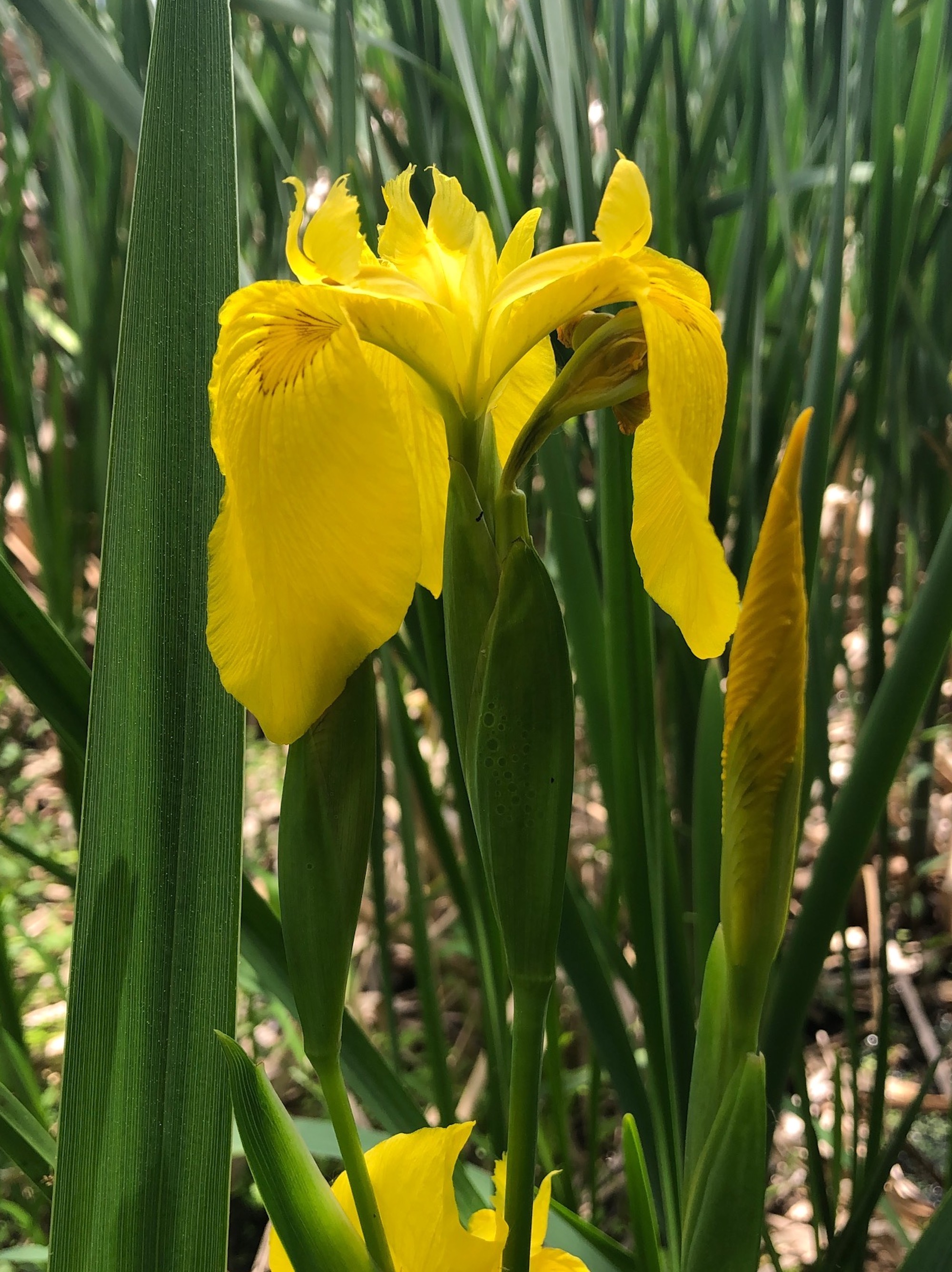 Yellow Flag Iris