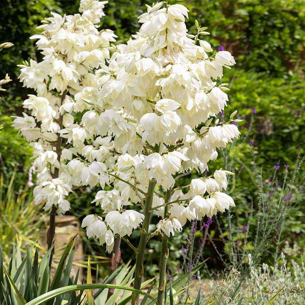 Yucca Filamentosa Adam S Needle Drought Tolerant Garden Shrub Plant Seeds