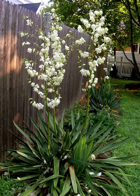 Yucca Filamentosa: The Ultimate Guide To Growing And Caring For This Hardy Plant